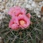 Horse Crippler Cactus Echinocactus texensis 25 Seeds