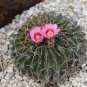 Horse Crippler Cactus Echinocactus texensis 25 Seeds