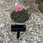 Horse Crippler Cactus Echinocactus texensis 25 Seeds