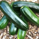 Zucchini  20 Seeds  Cucurbita pepo