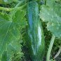 Zucchini  20 Seeds  Cucurbita pepo