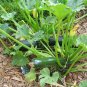 Zucchini  20 Seeds  Cucurbita pepo