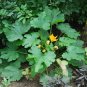 Zucchini  20 Seeds  Cucurbita pepo