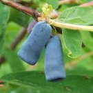 Blue Honeysuckle 20 Seeds Lonicera caerulea Blue Honeysuckle 20 Seeds Lonicera caerulea