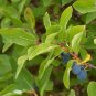 Blue Honeysuckle 20 Seeds Lonicera caerulea