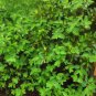 Blue Honeysuckle 20 Seeds Lonicera caerulea