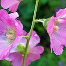 Hollyhock Alcea rosea 100 Seeds