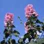 Hollyhock Alcea rosea 100 Seeds