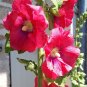 Hollyhock Alcea rosea 100 Seeds