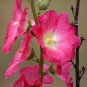 Hollyhock Alcea rosea 100 Seeds