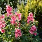 Hollyhock Alcea rosea 100 Seeds