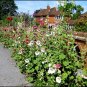 Hollyhock Alcea rosea 100 Seeds