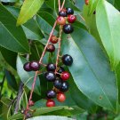 Black Cherry 20 Seeds Prunus serotina Black Cherry 20 Seeds Prunus serotina
