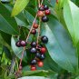Black Cherry  20 Seeds  Prunus serotina