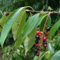 Black Cherry  20 Seeds  Prunus serotina