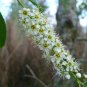 Black Cherry  20 Seeds  Prunus serotina