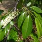 Black Cherry  20 Seeds  Prunus serotina