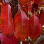 Black Cherry  20 Seeds  Prunus serotina