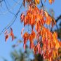 Black Cherry  20 Seeds  Prunus serotina