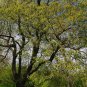 Black Cherry  20 Seeds  Prunus serotina
