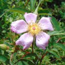 Swamp Rose 100 Seeds Rosa palustris
