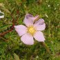 Swamp Rose 100 Seeds Rosa palustris