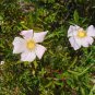 Swamp Rose 100 Seeds Rosa palustris