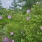 Swamp Rose 100 Seeds Rosa palustris