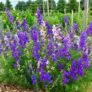 Rocket Larkspur 100 Seeds Delphinium consolida Rocket Larkspur 100 Seeds Delphinium consolida