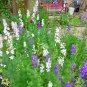 Rocket Larkspur 100 Seeds Delphinium consolida