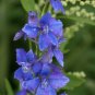 Rocket Larkspur 100 Seeds Delphinium consolida