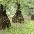 Chinese Swamp Cypress Glyptostrobus pensilis 10 Seeds Chinese Swamp Cypress Glyptostrobus pensilis 10 Seeds