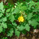 Celandine Poppy 100 Seeds Stylophorum diphyllum Celandine Poppy 100 Seeds Stylophorum diphyllum