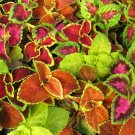 Rainbow Coleus Mix 100 Seeds Coleus scutellarioides Rainbow Coleus Mix 100 Seeds Coleus scutellarioides