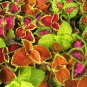 Rainbow Coleus Mix 100 Seeds Coleus scutellarioides