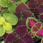 Rainbow Coleus Mix 100 Seeds Coleus scutellarioides