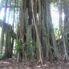 Council Tree 100 Seeds Ficus altissima