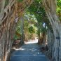 Council Tree 100 Seeds Ficus altissima