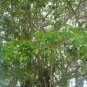 Council Tree 100 Seeds Ficus altissima