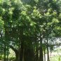 Council Tree 100 Seeds Ficus altissima