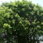 Council Tree 100 Seeds Ficus altissima