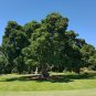 Council Tree 100 Seeds Ficus altissima