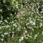 White Gaura 100 Seeds Gaura lindheimeri