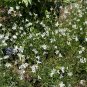 White Gaura 100 Seeds Gaura lindheimeri