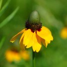 Clasping Coneflower Rudbeckia amplexicaulis 100 Seeds
