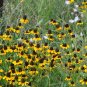 Clasping Coneflower Rudbeckia amplexicaulis 100 Seeds