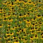 Clasping Coneflower Rudbeckia amplexicaulis 100 Seeds