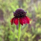 Grass-Leaved Coneflower Rudbeckia graminifolia 20 Seeds Grass-Leaved Coneflower Rudbeckia graminifolia 20 Seeds