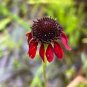 Grass-Leaved Coneflower Rudbeckia graminifolia 20 Seeds