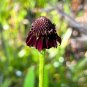 Grass-Leaved Coneflower Rudbeckia graminifolia 20 Seeds